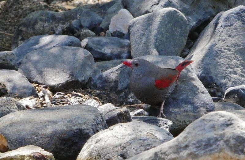 And we find ourselves on the egde of ranges of several more westerly birds, such as the elusive Red-billed Pytilia…